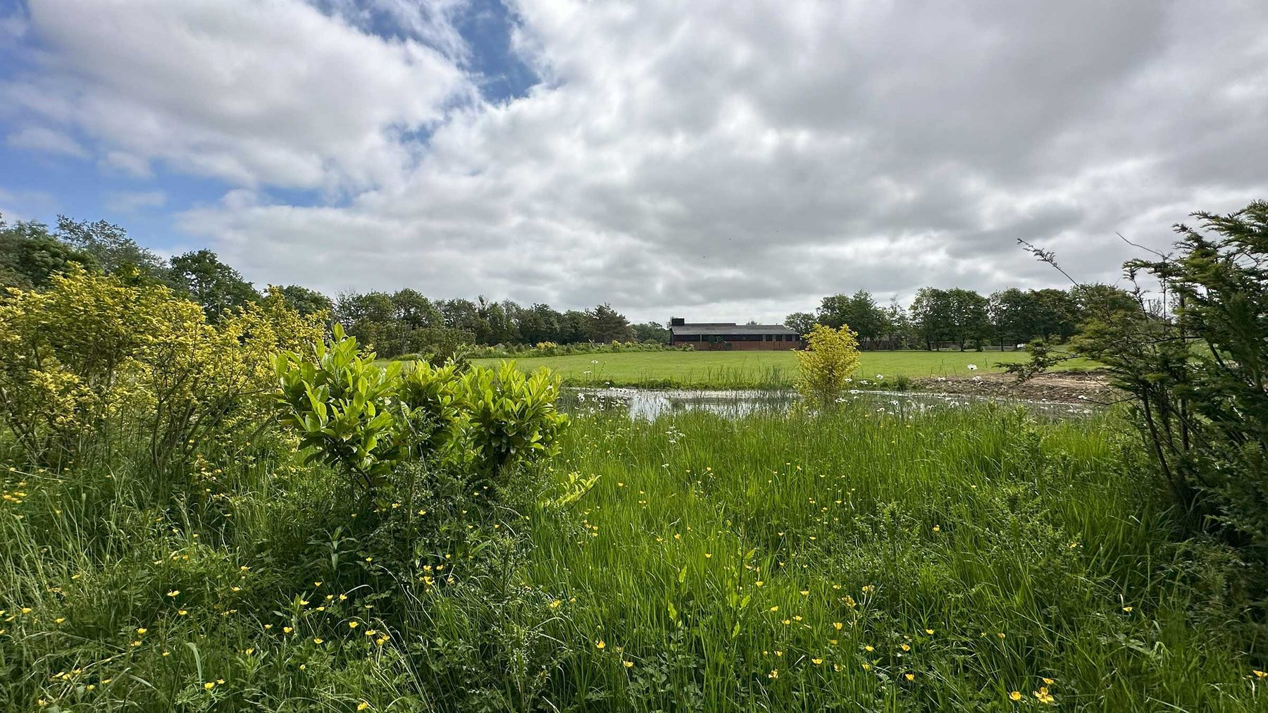 Existing meadow and pond